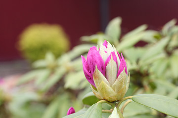 Pink petals on a bud on a background of green leaves