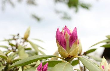 Pink petals on a bud on a background of green leaves