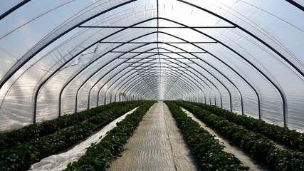 Gewächshaus für Erdbeeren im Sonnenuntergang