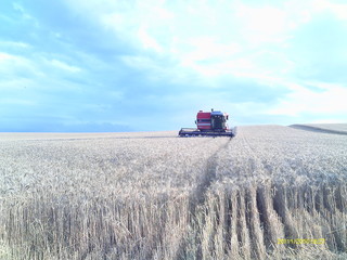 Fototapeta premium Agronegócio Maquina Lavoura Plantação Colheita