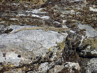 Lézard sur muret