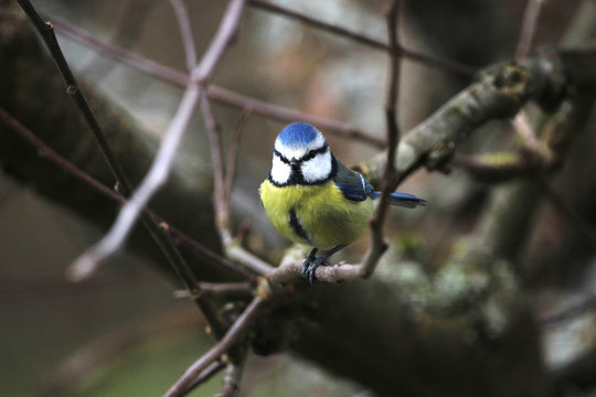 Titmouse on a branch in a tree
