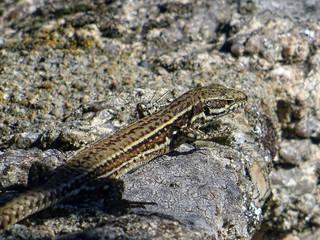 Lézard