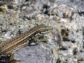 Lézard