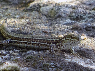 Lézard des murs