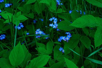 Blue forget-me-not flowers in green grass