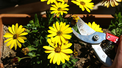 A hand Deadheading (cutting) old blooms yellow daisies in a pot with pruning scissors against background gardening care