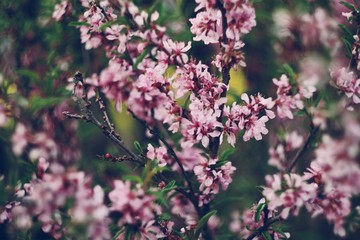 Pink almond tree flowers close-up with blurry background and bokeh