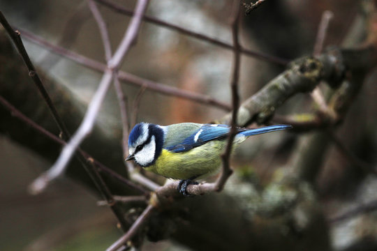 Titmouse on a branch in the garden