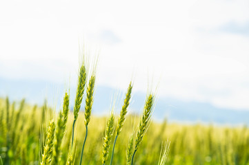 Obraz premium 小麦畑