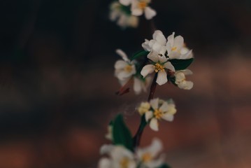 White apple tree flowers with green leaves close-up on a dark brown background with bokeh
