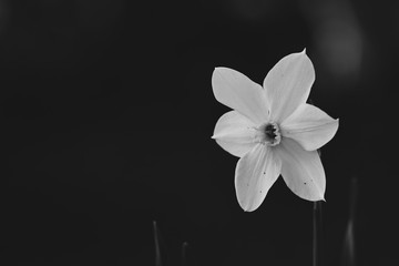 White flower close-up on a dark background with bokeh in black and white