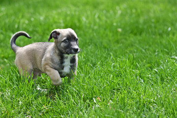 little cheerful puppy runs on a green lawn.