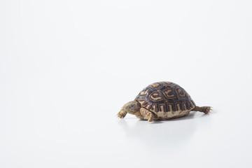 African leopard tortoise or Stigmochelys pardalis tortoise, isolated on white background