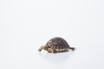 African leopard tortoise or Stigmochelys pardalis tortoise, isolated on white background
