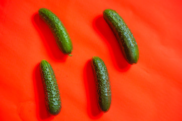 Fresh cucumbers on a bright red background close-up.