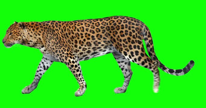 Leopard walking. Panthera is isolated. You can use in real coloring, and as a silhouette. Green screen.