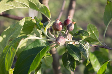Little unripe apples on tree in the garden. Little red apples. Garden apples