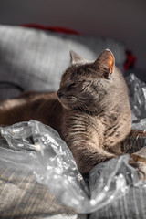 Beautiful cat on the bed with foil © Katarzyna