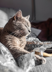 Beautiful cat on the bed with foil © Katarzyna