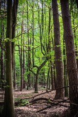 footpath in the forest