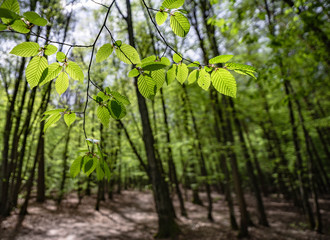 green leaves in the forest © Katarzyna