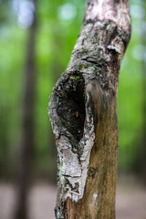 Close look on tree in wood