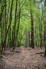Fototapeta premium path in the forest