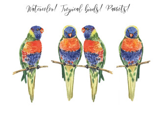Set with beautiful watercolor parrots. Tropics. Realistic tropical birds. Parrots. White background. - 353202876
