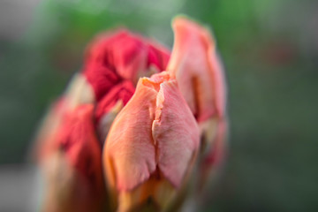 red flowers macro