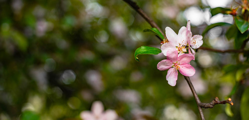Pink flowers in spring
