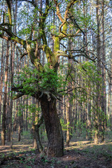 trees in the woods