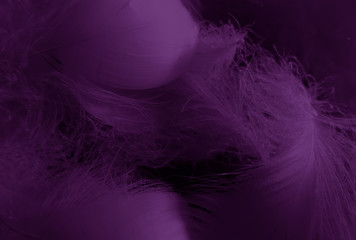 Beautiful abstract white and purple feathers on black background and soft white feather texture on white pattern and purple background, feather pink background, purple banners