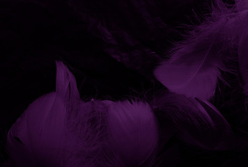 Beautiful abstract white and purple feathers on black background and soft white feather texture on white pattern and purple background, feather pink background, purple banners