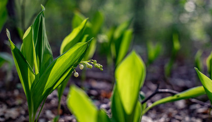 Fototapeta premium lilies of the valley in the forest