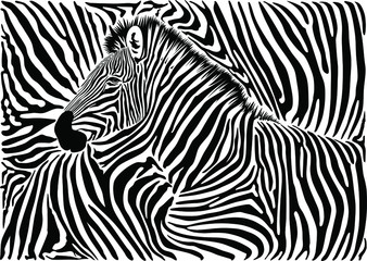 Background with a zebra motif - obrazy, fototapety, plakaty