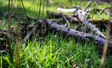 moss in the grass