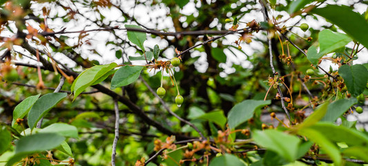 Obraz premium young cherries on tree