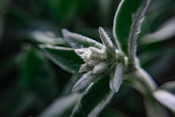close up of a flower after rain