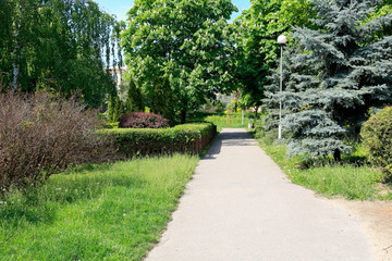 An empty pathway among lush vegetation