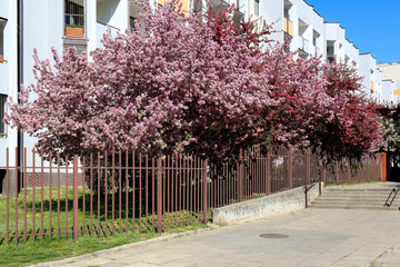 Blooming trees next to residential building