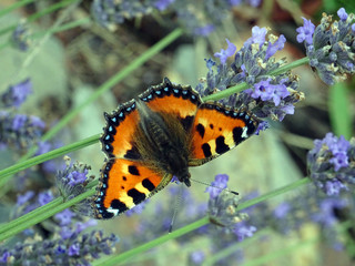 Fototapeta na wymiar papillon orange et noir