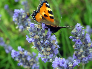 Papillon sur lavande