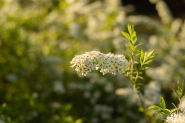 flower field in beautiful poland