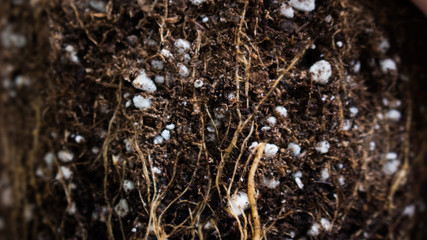 Concept Image of soil and roots . Salt formation (salt deposits) seen between roots in soil potted plant care 