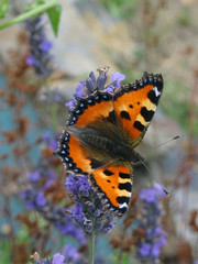 Papillon multicolore