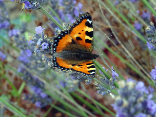 Papillon orange sur lavande