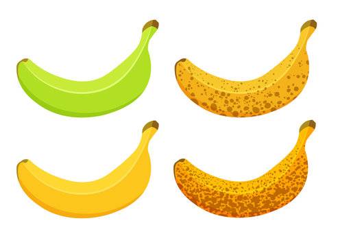 Vector illustration of banana ripeness isolated on white background. Set of different colours bananas, green underripe to brown overripe.