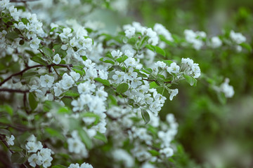 White pear blossom in the garden