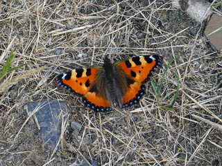 Papillons multicolores